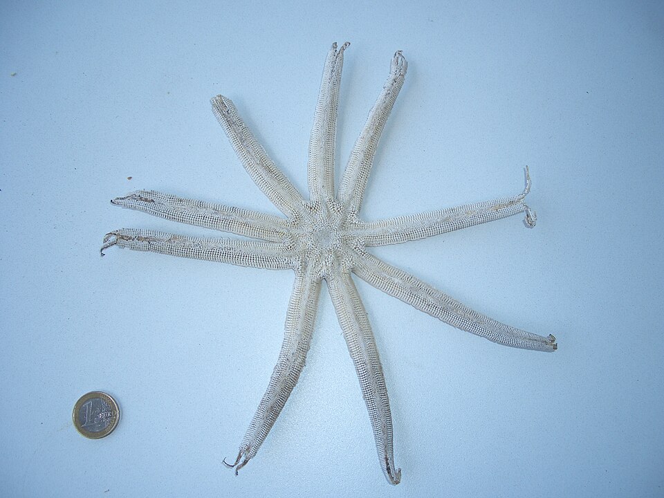 Les ossicules dermiques d'une étoile de mer, un échinoderme