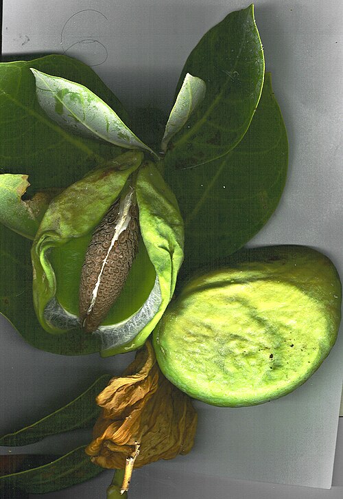 Fruit de Calotropis procera