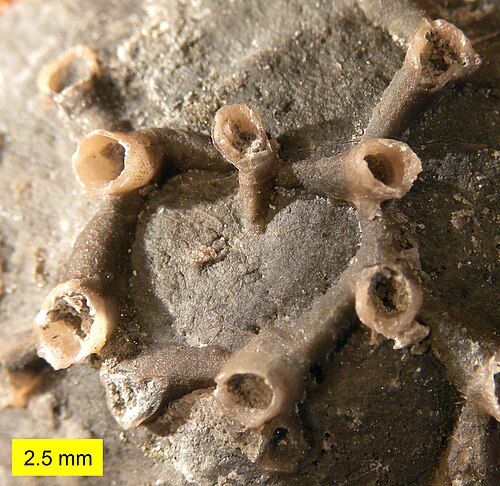 Corail tabulé Aulopora du Dévonien
