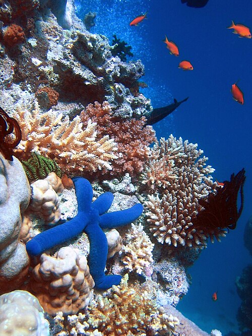 Une partie de la biodiversité d'un récif corallien