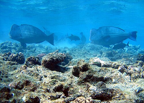 Bolbométopon muricatum