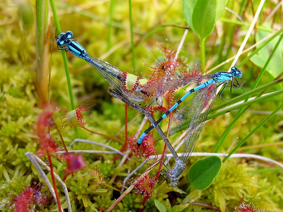 La droséra anglaise (Drosera anglica) vit dans les tourbières acides pauvres en nutriments, et se nourrit des insectes piégés.