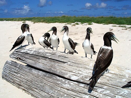 Sept oiseaux brunâtres assis sur une grosse bûche sur une plage