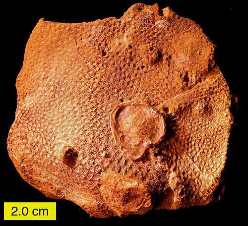 Corail scléractiniaire recristallisé (aragonite à calcite) du Jurassique du sud d'Israël