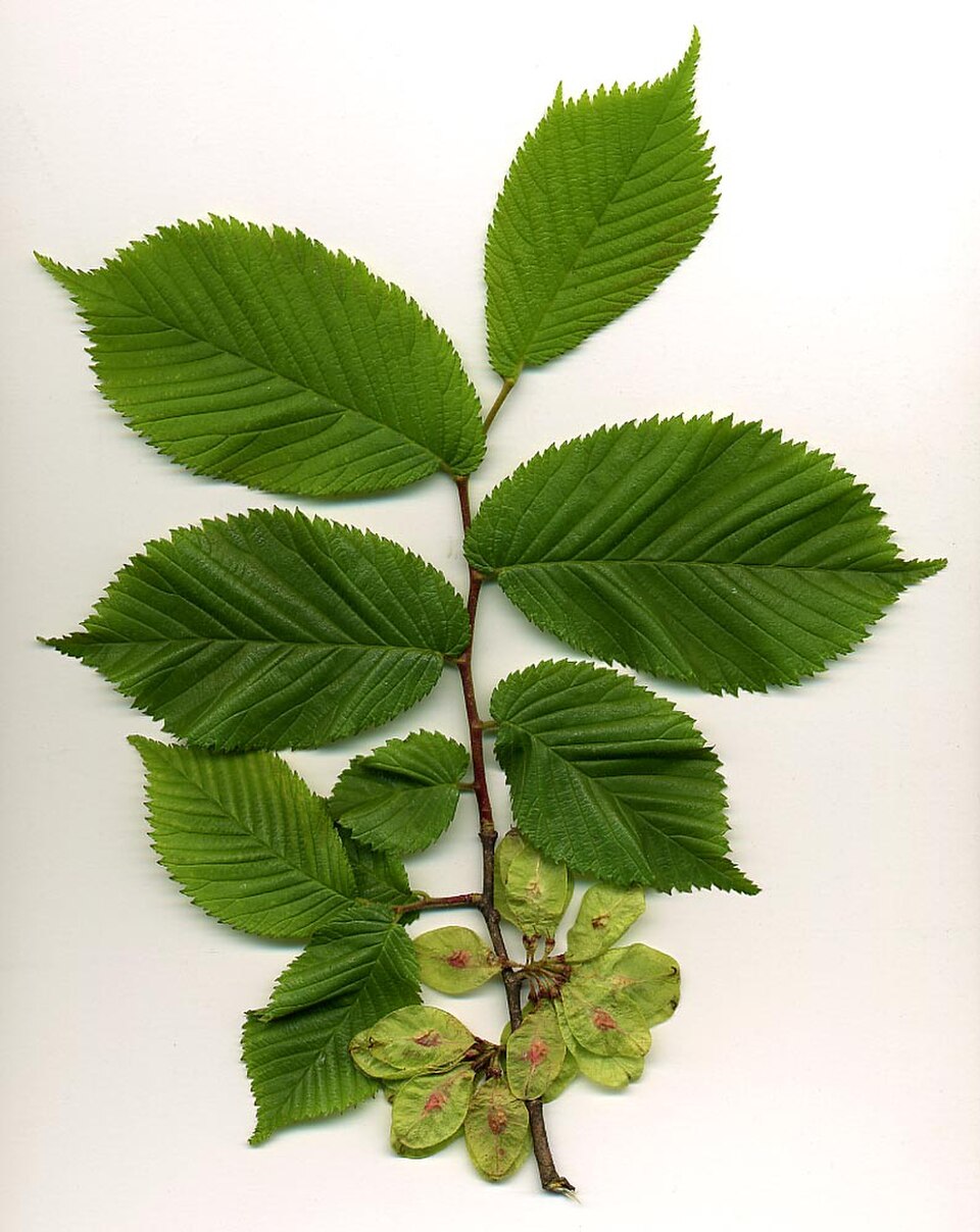 feuilles et graines d'orme des montagnes (Ulmus glabra)