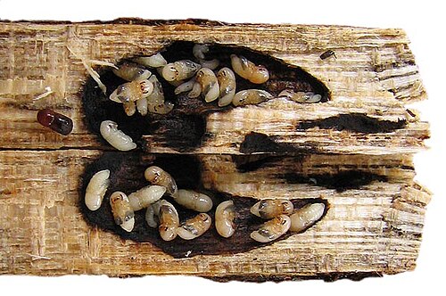 Galerie du scolyte Xylosandrus crassiusculus fendue, avec des pupes et un champignon noir. Le champignon décompose les matériaux du bois, fournissant de la nourriture aux scolytes.
