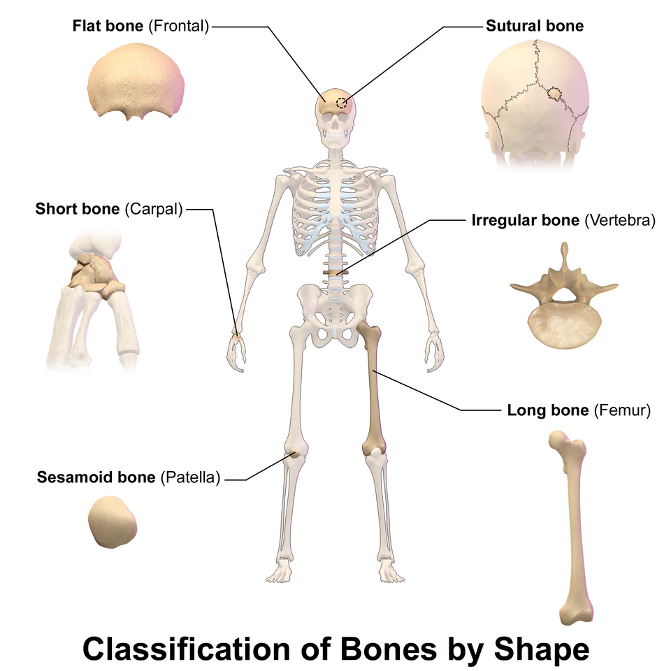Classification des os selon leur forme
