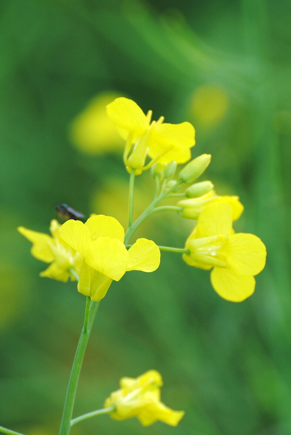 Gros plan sur des fleurs de canola