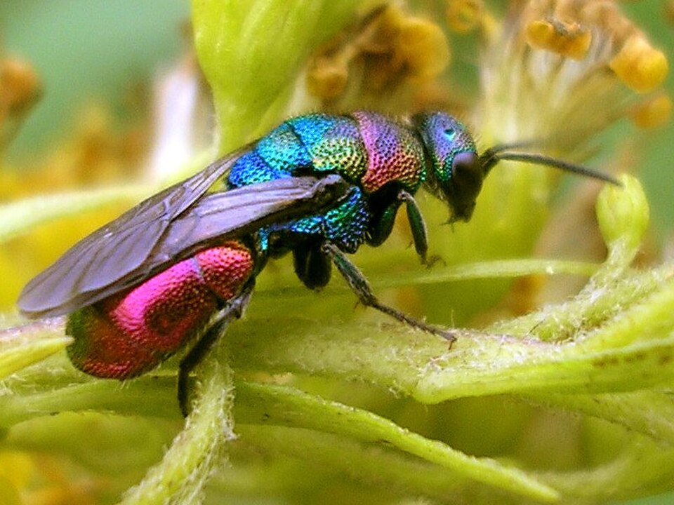 Les Chrysididae, comme cette Hedychrum rutilans, sont connues sous le nom de guêpes coucou ou guêpes bijoux en raison de leur comportement parasitaire et de leur irisation métallique.