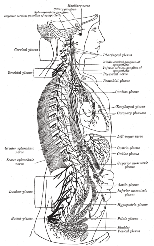 La chaîne sympathique droite et ses connexions avec les plexus thoraciques, abdominaux et pelviens.