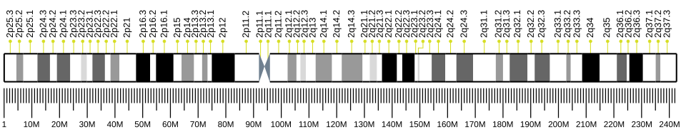 Chromosome 2 (humain)