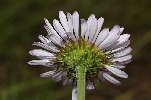 Les nombreuses bractées involucrales vertes d'Erigeron peregrinus s'effilent en pointe et sont linéaires, lâches et de longueur à peu près identique.