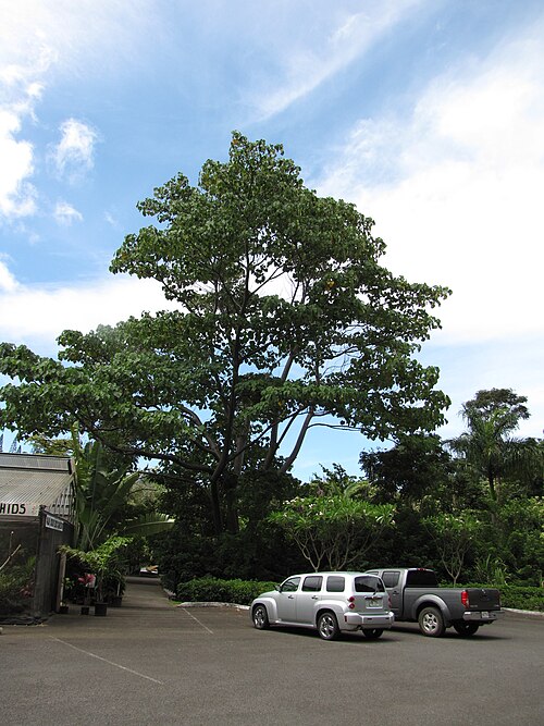Ochroma pyramidale aux jardins tropicaux de Maui