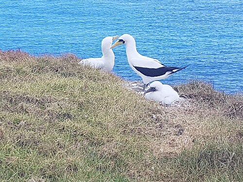 Deux oiseaux blancs et un poussin blanc duveteux dans l'herbe haute avec la mer en arrière-plan