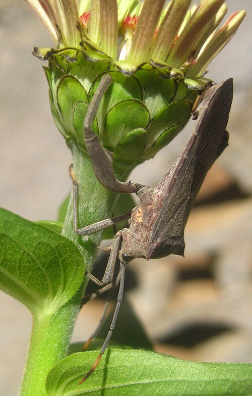 Parasite ou microprédateur végétal : un insecte coréide suceur de sève végétale