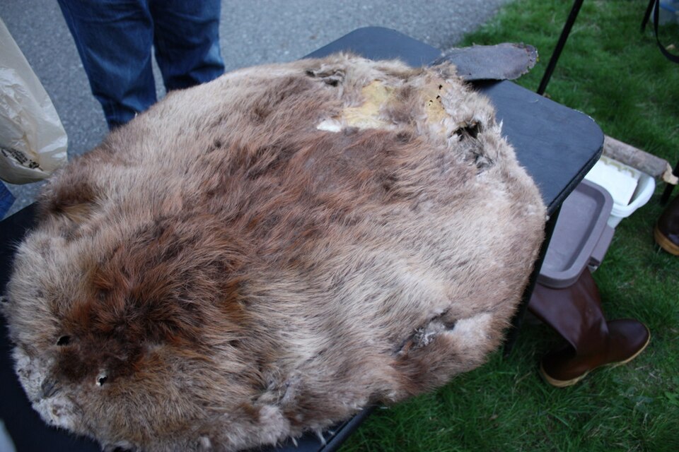 Une peau de castor