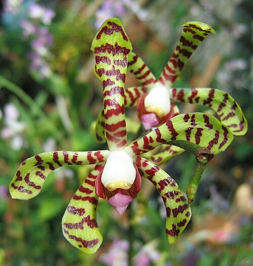 Détail d'une fleur d'Arachnis flos-aeris