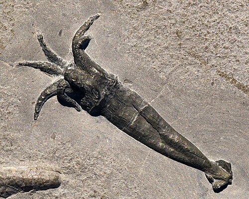 Fossile de Rhomboteuthis du Callovien inférieur (environ 164 millions d'années, Jurassique moyen) de La Voulte-sur-Rhône, France