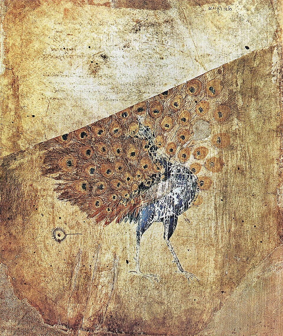 Image d'un paon sur un très vieux papier