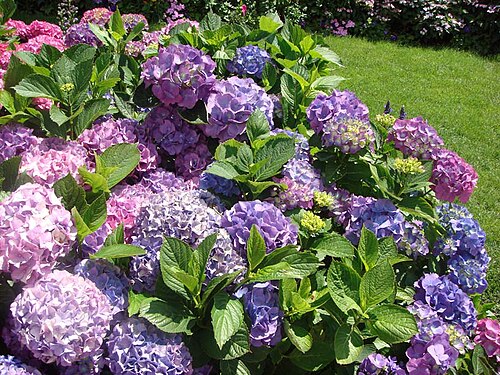 Hortensias devant l'Office de Tourisme de Chartres, France