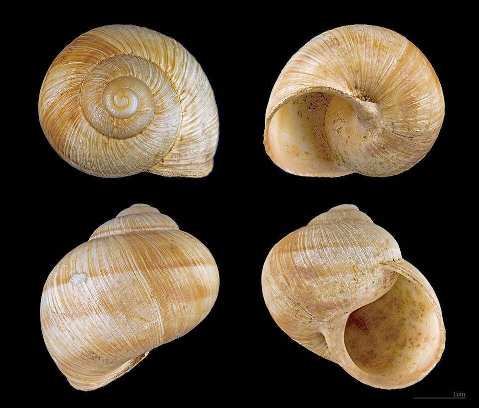 Hélix pomatia
