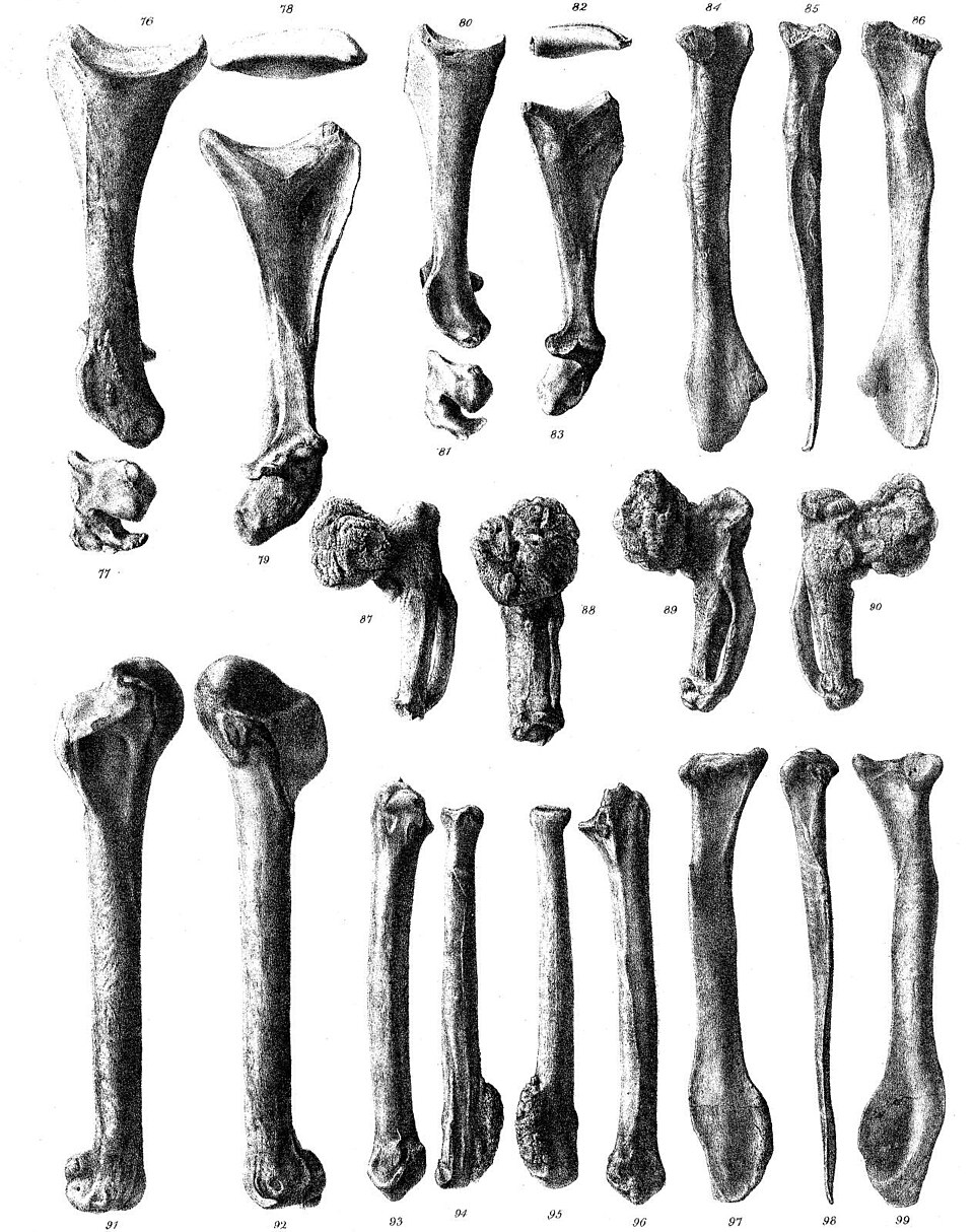 Illustration d'un assemblage d'os d'aile solitaires