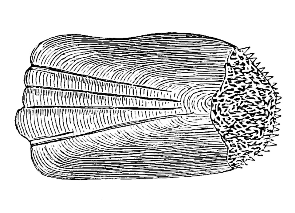tête plate