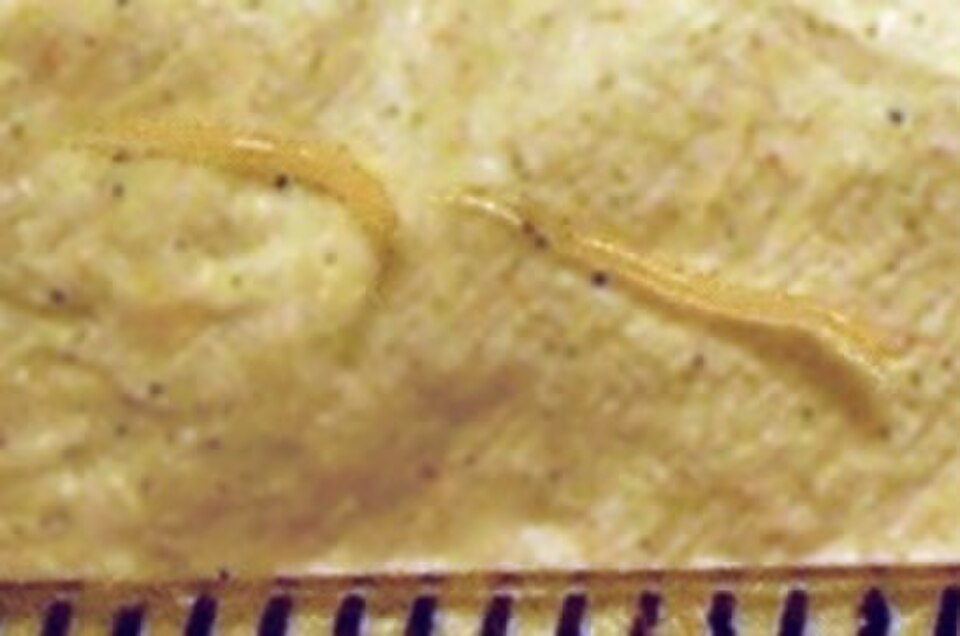 Oxyuridae