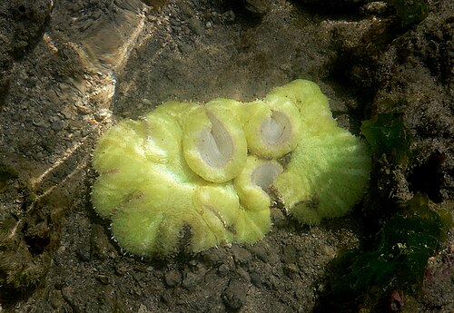 Une belle anémone tapis fluorescente trouvée sur l'île de Pirotan