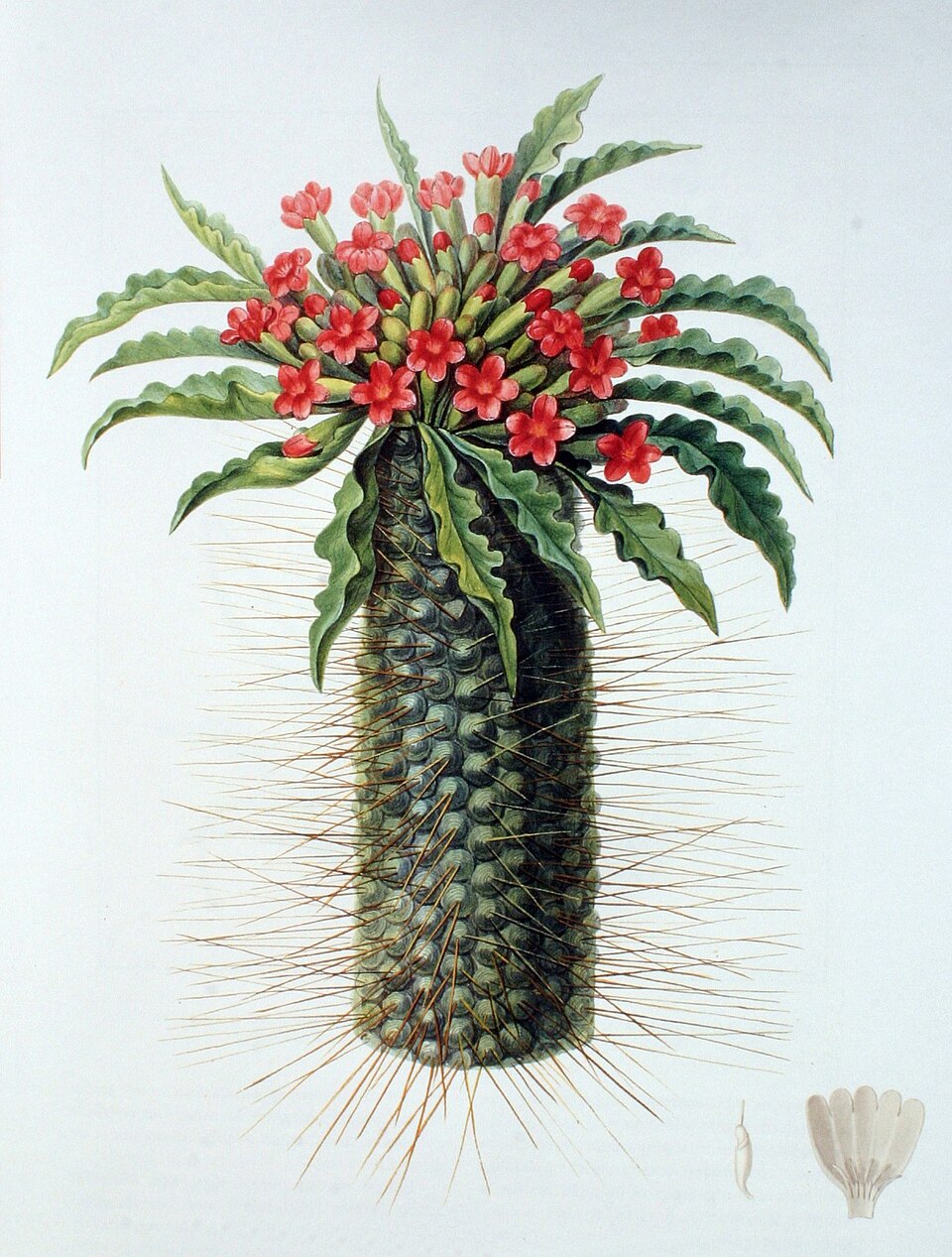 Pachypodium namaquanum