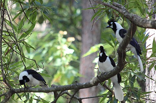 Trois geais huppés sur une branche