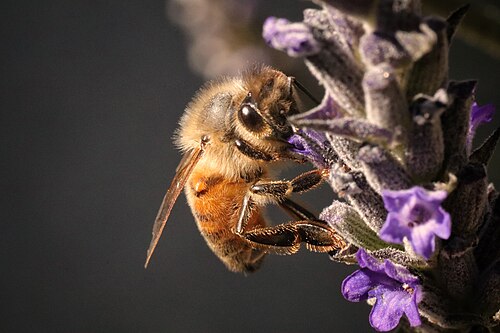Abeille sur lavande