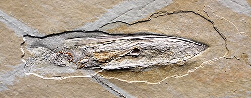 Fossile de Plesioteuthis du Tithonien (environ 150 millions d'années, Jurassique supérieur), Solnhofen, Allemagne