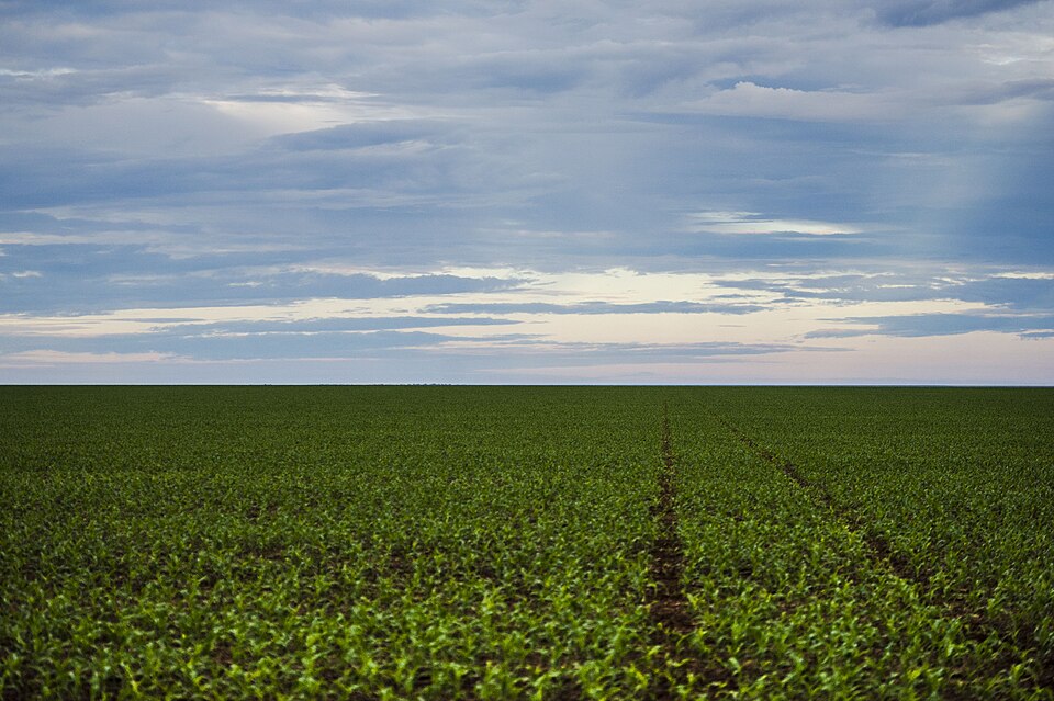 Plantation de soja dans l'État du Mato Grosso. En 2020, le Brésil était le premier producteur mondial, avec 130 millions de tonnes. L'Amérique du Sud produit la moitié du soja mondial.