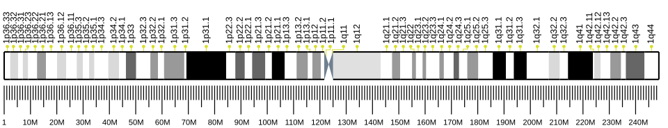 Chromosome 1 (humain)