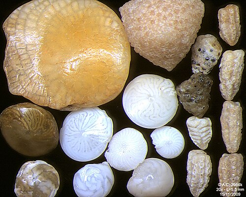 Foraminifères de l'océan Indien, côte sud-est de Bali, largeur du champ 5,5 mm