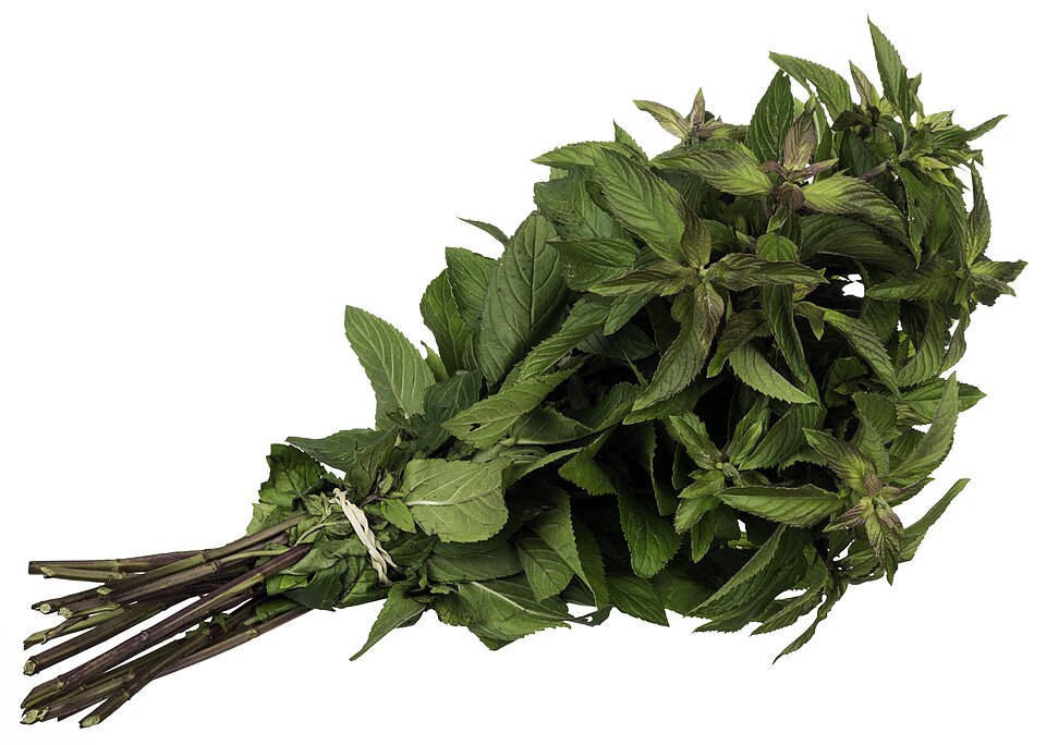 Hybride de Mentha × piperita connu sous le nom de « menthe chocolat »