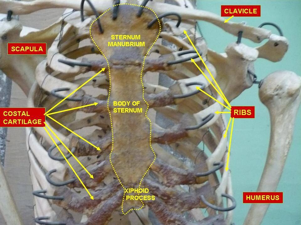 Thorax. Vue antérieure.