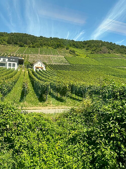 Vignoble près de Cochem