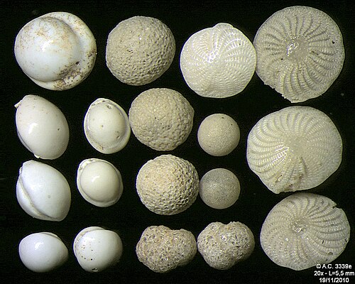 Foraminifères de l'île de Pag, mer Adriatique -60 m, largeur du champ 5,5 mm
