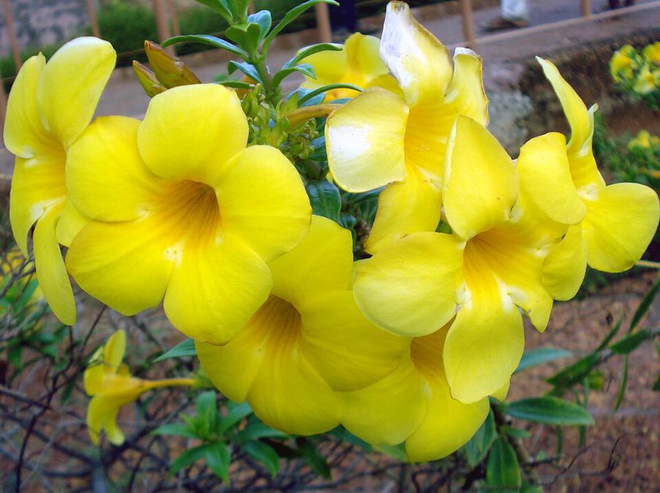Allamanda cathartica