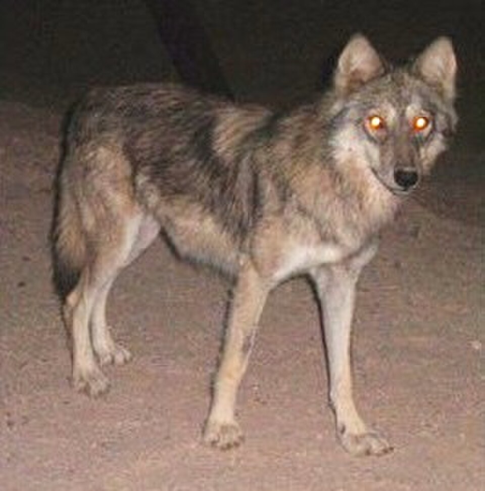 Image d'un loup la nuit aux yeux brillants