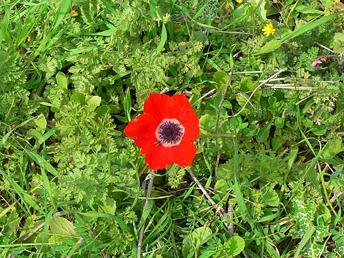 La photo originale, format d'image 1.333, dans laquelle la fleur n'utilise qu'une petite partie du cadre