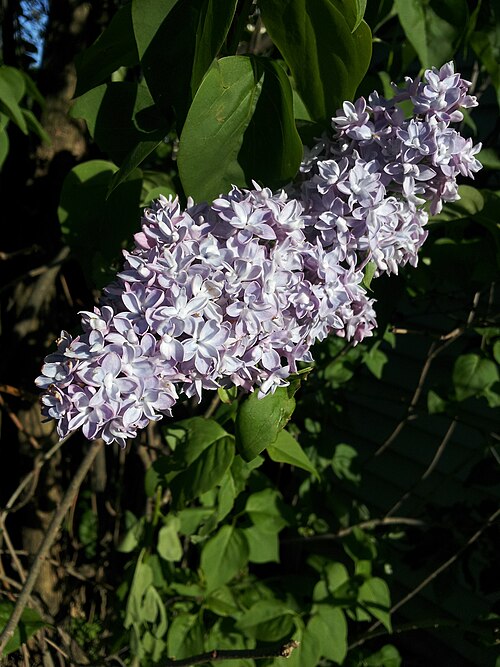 Un cultivar de Syringa vulgaris à fleurs doubles