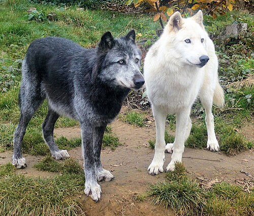 Photographie montrant un loup noir et un loup blanc debout côte à côte