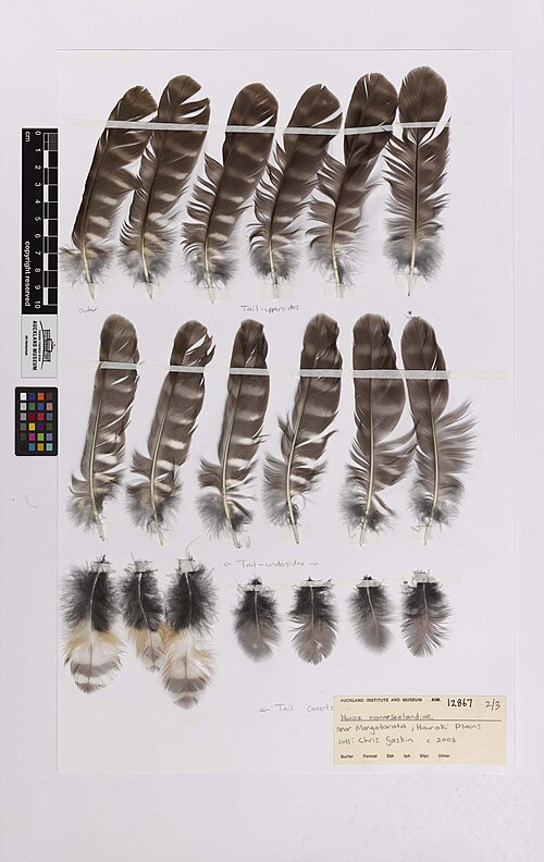 Image de plumes de Ninox novaeseelandiae dans la collection du musée d'Auckland