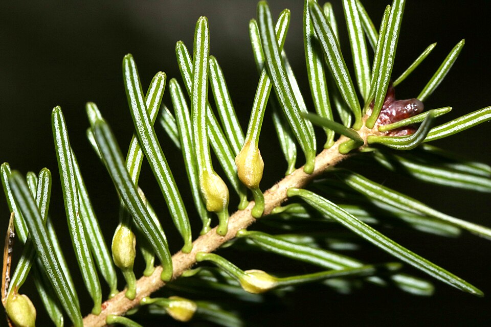 Galles de la cécidomyie Paradiplosis tumifex dans les aiguilles d'Abies balsamea