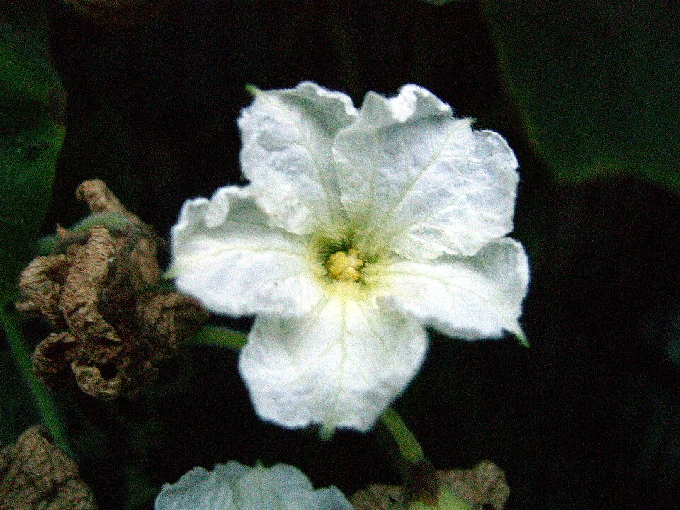 Fleur de calebasse