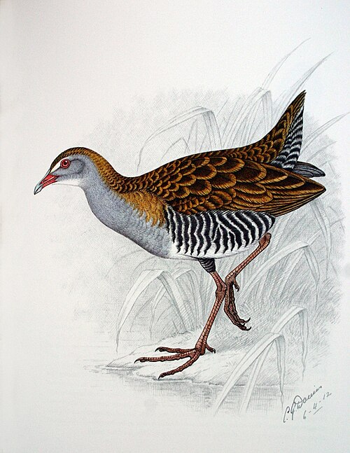 oiseau brun avec la tête grise, les flancs rayés et les pattes rouges, tourné vers la gauche
