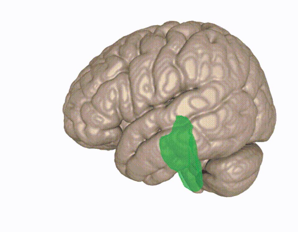 Visualisation 3D du tronc cérébral dans un cerveau humain moyen